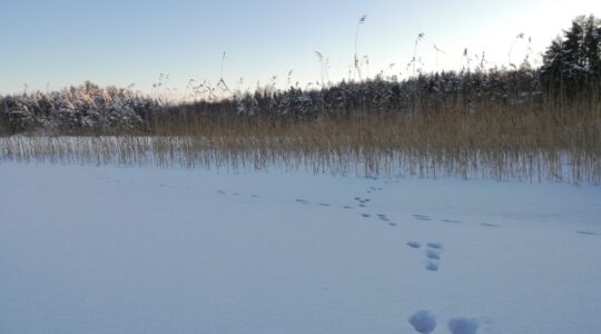 Jäniksen jäljet lumisella järven jäällä, taustalla kaislikko ja metsikkö.