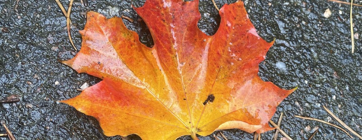 Ruskan värinen vaahteranlehti asfaltilla